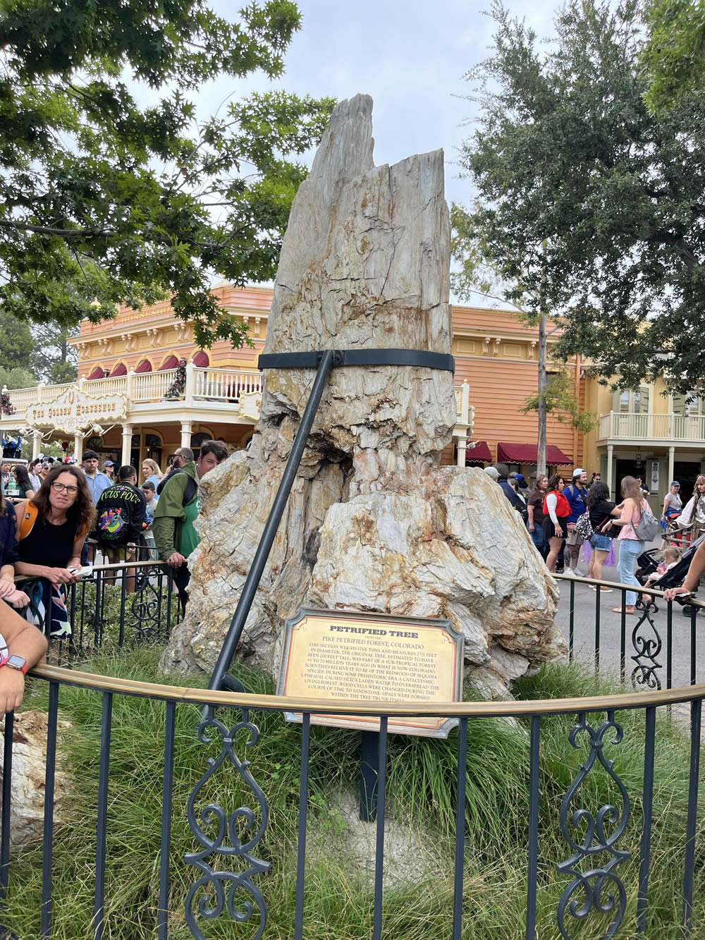 Disneyland's Petrified Tree